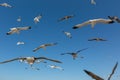 Many seagulls fly against the blue sky