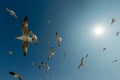 Seagulls fly in blue sky with sun Royalty Free Stock Photo
