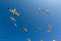 Many seagulls fly against the blue sky Royalty Free Stock Photo