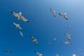 Many seagulls fly against the blue sky