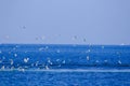 Many seagulls fly and feed on fish in the sea.