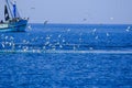 Many seagulls fly and feed on fish in the sea.