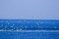 Many seagulls fly and feed on fish in the sea.