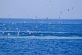 Many seagulls fly and feed on fish in the sea.