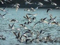 Many seagulls flying around and sitting on the water Royalty Free Stock Photo