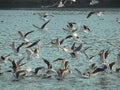 seagulls flying around and sitting on the water Royalty Free Stock Photo