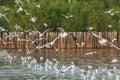 Many Seagulls flying at coast in Thailand