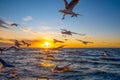 Seagulls Flying Over Ocean Water At Sunset.