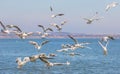 Many seagulls Larus michahellis are flying over the water in search of food Royalty Free Stock Photo