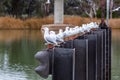 Many seagulls in a row.