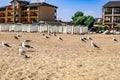 Many seagulls stand on a sandy beach against the background of cottages in the resort village of Zaliznyi Port in Ukraine. A flock