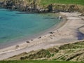 Many seals on a remote, sandy beach in the Bay of Scousburgh in southern Shetland, UK.