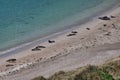Many seals on a remote, sandy beach in the Bay of Scousburgh in southern Shetland, UK.