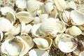 Many seashells as background, close up