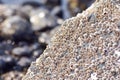 Many seashells on a rock closeup view.