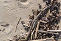 Many seashells on sand close-up background