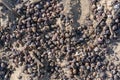 Many seashells on sand close-up background