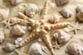 Many seashells and starfish on sea sand, closeup. Summer vacation Royalty Free Stock Photo