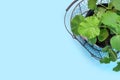 Many seedlings growing in cultivation tray. Growing plants  in early spring in the greenhouse Royalty Free Stock Photo