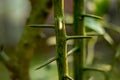 Many sharp thorns on the lemon tree that make the natural danger zone Royalty Free Stock Photo
