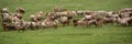 Sheep in Kalajun Grassland