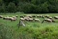 Many sheep in a green paster Royalty Free Stock Photo