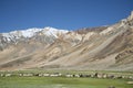 Many sheep in near snowed mountains