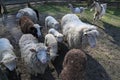 Sheeps in a meadow on green grass