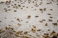 Many sheep on the snowy pasture Royalty Free Stock Photo