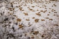 Many sheep on the snowy pasture Royalty Free Stock Photo