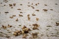 Many sheep on the snowy pasture Royalty Free Stock Photo