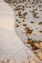 Many sheep on the snowy pasture Royalty Free Stock Photo