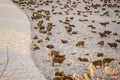 Many sheep on the snowy pasture Royalty Free Stock Photo