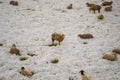 Many sheep on the snowy pasture Royalty Free Stock Photo