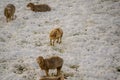 Many sheep on the snowy pasture Royalty Free Stock Photo