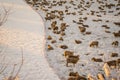 Many sheep on the snowy pasture Royalty Free Stock Photo