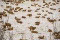 Many sheep on the snowy pasture Royalty Free Stock Photo