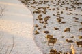 Many sheep on the snowy pasture Royalty Free Stock Photo