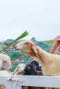 Sheep standing behind the white fence and chewing the grass Royalty Free Stock Photo