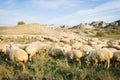 Many sheep in Vashlovani Royalty Free Stock Photo