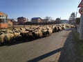 Many sheeps travel on road through village, usually used by cars