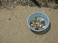 Many shell in basket Royalty Free Stock Photo