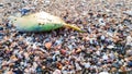 The many shell on the breach with a leaf