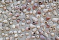 Many shell carcass on the wall Royalty Free Stock Photo