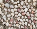 Many shell carcass on the wall Royalty Free Stock Photo