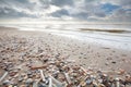Many shell on sand beath at low tide Royalty Free Stock Photo