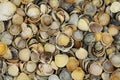 many shell seashells background