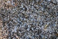 Many shells on a beach