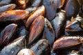 Many of the shells of mussels tray