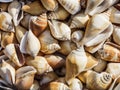 Many shells white yellow close-up